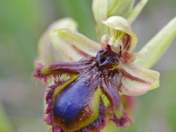 Ophrys_speculum_x_O._vernixia_A-dos-Eiros